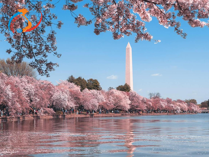 Địa điểm ngắm hoa anh đào ở Mỹ Địa điểm ngắm hoa anh đào ở Mỹ