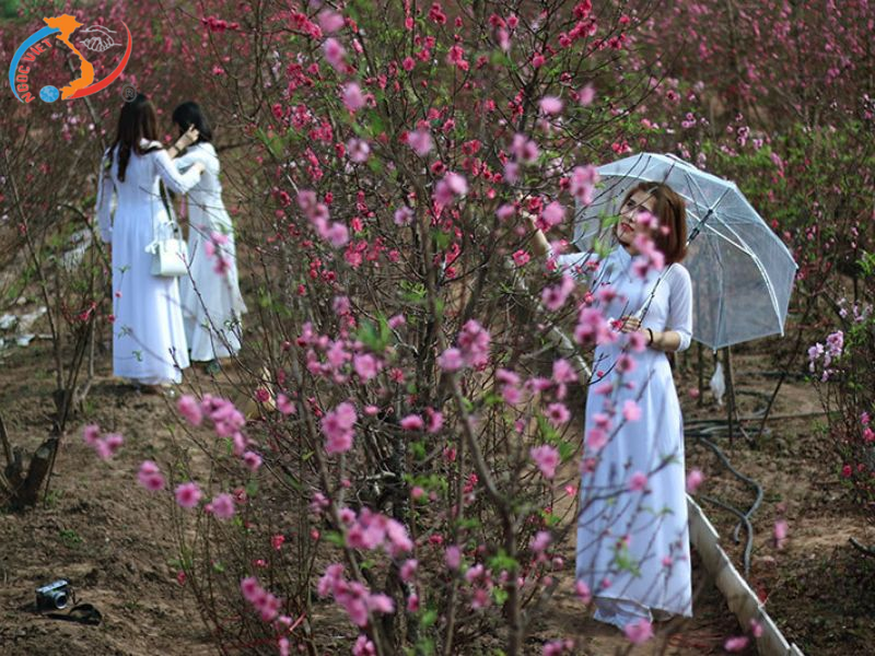 TOUR HÀ NỘI – BÁT TRÀNG - NINH BÌNH - HẠ LONG – YÊN TỬ TẾT ÂM LỊCH 2026